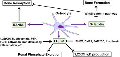 Roles of osteocytes in phosphate metabolism